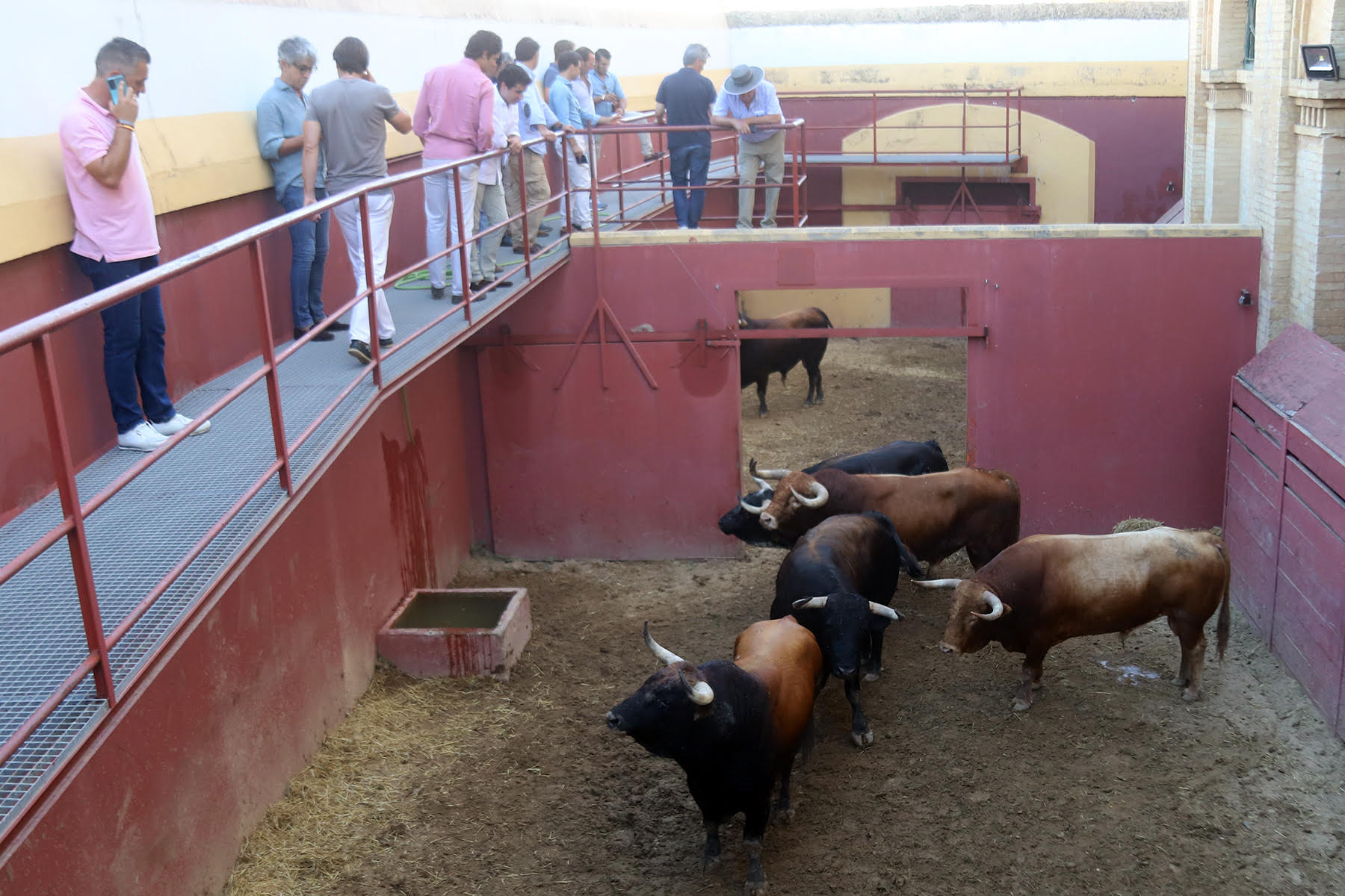 TOROS CUVILLO CORRALES